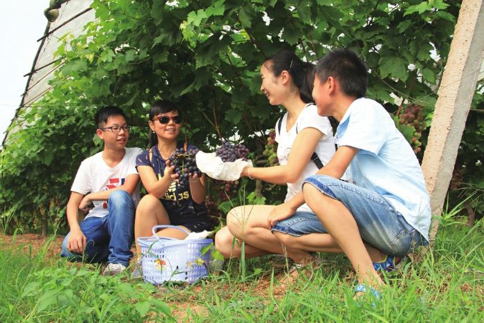 比比谁采的葡萄大。
