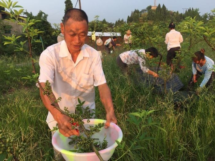 村民采摘藤椒。

