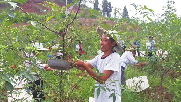 　　眼下正值青花椒成熟时节。日前，米心镇基宏农业青花椒产业园里，村民正在采收花椒。据了解，该基地种有花椒1100亩，预计今年将采收三万斤左右。 记者欧胜涛摄
