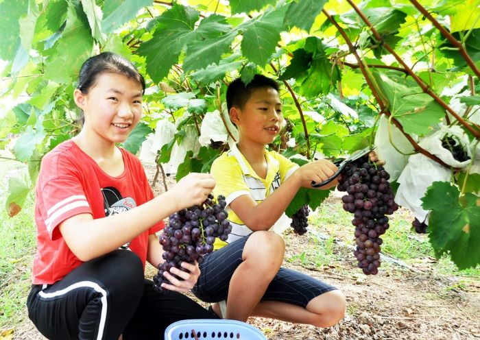 暑期采摘乐趣多李云喜摄
