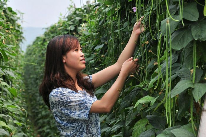 市民在基地采摘豇豆。
