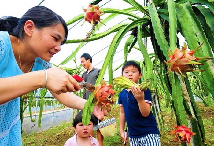 游客采摘火龙果。
