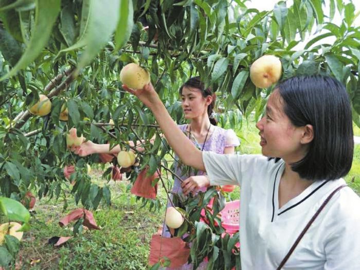 游客采摘香妃桃。
