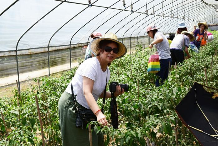 游客正在采摘有机蔬菜。
