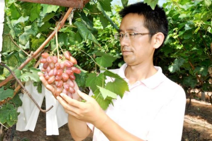 谭小俊察看葡萄长势情况。
