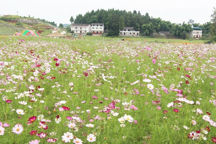 格桑花儿开 记者 熊潋 摄
