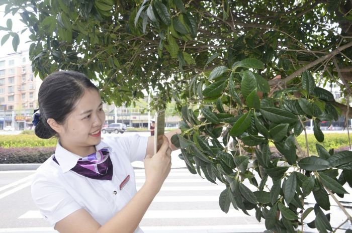 市民在欣赏桂花。
