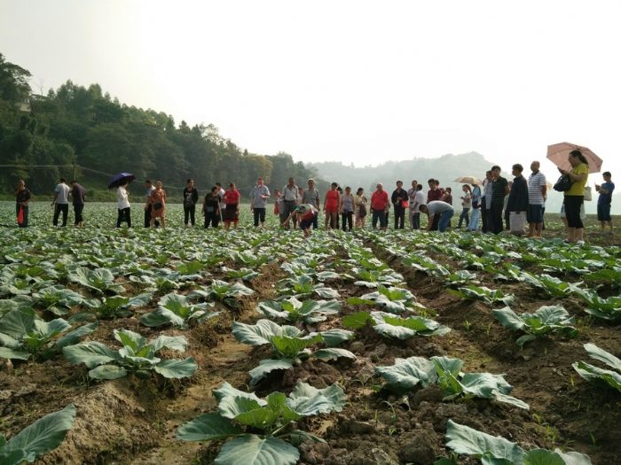 残疾人参观青石村残疾人种植大户。
