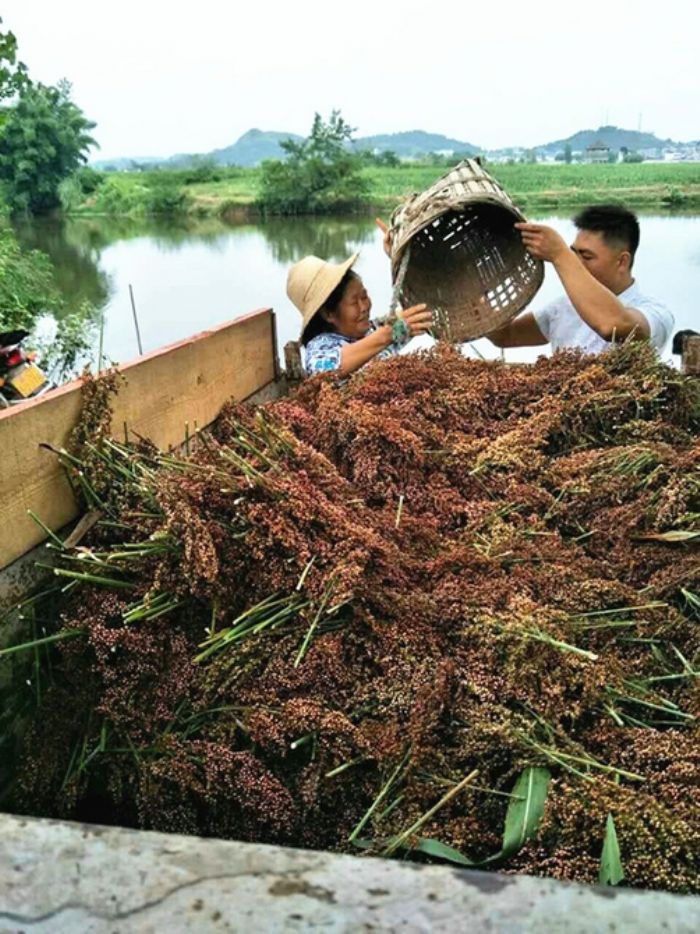 高粱丰收。

