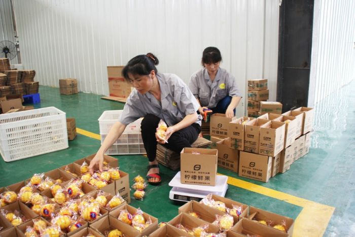 工人正对优质柠檬进行打包装运。

