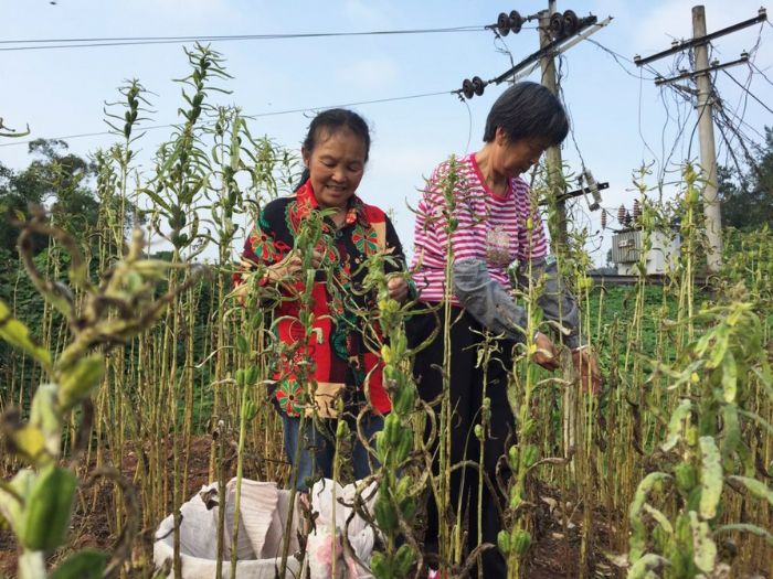 　　近日，古溪镇三庵村村民梁婆婆在收割芝麻。今年，她家种植了0.7亩芝麻，预计可收获芝麻300多斤，按目前市场价9元/斤，可实现收入近3000元。 记者 欧胜涛 摄
