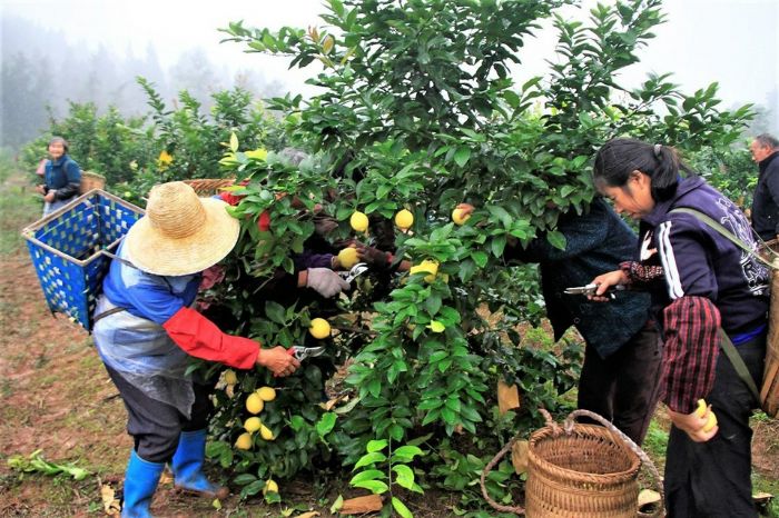 村民在柠檬园采摘柠檬。
