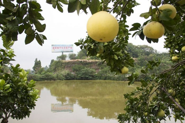 宝龙柚子基地。
