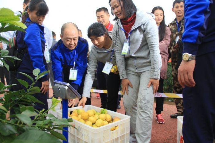 采摘柠檬称重现场。
