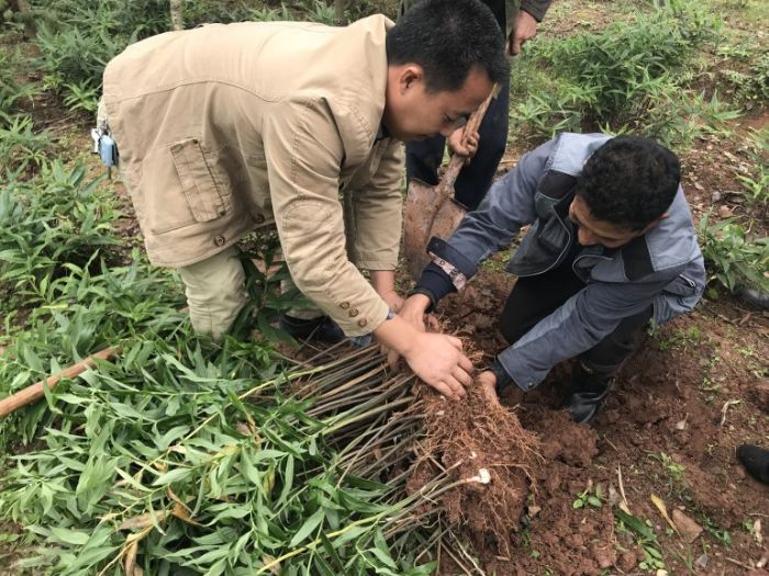 察看中药材长势。
