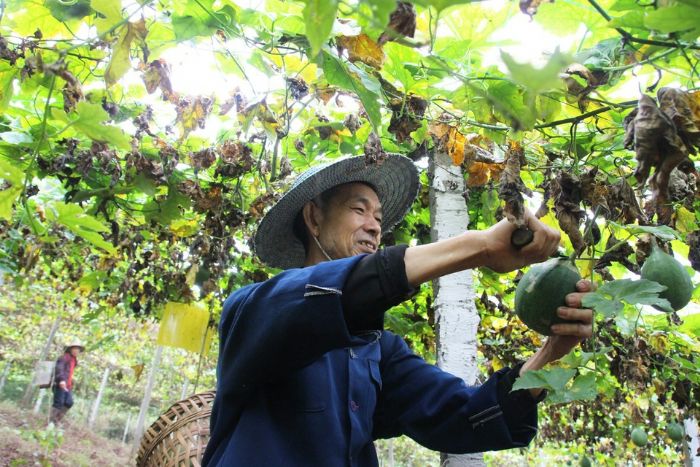 村民在瓜蒌基地里打工。
