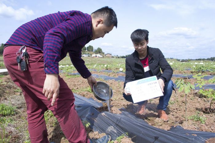 技术人员指导油牡丹种植。
