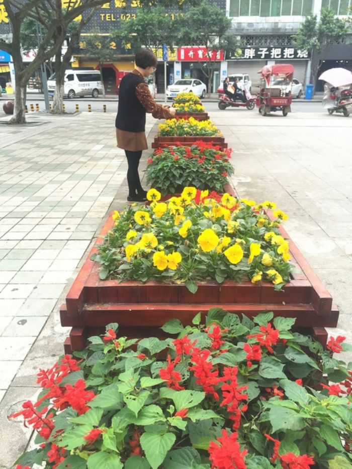 市民驻足赏花。
