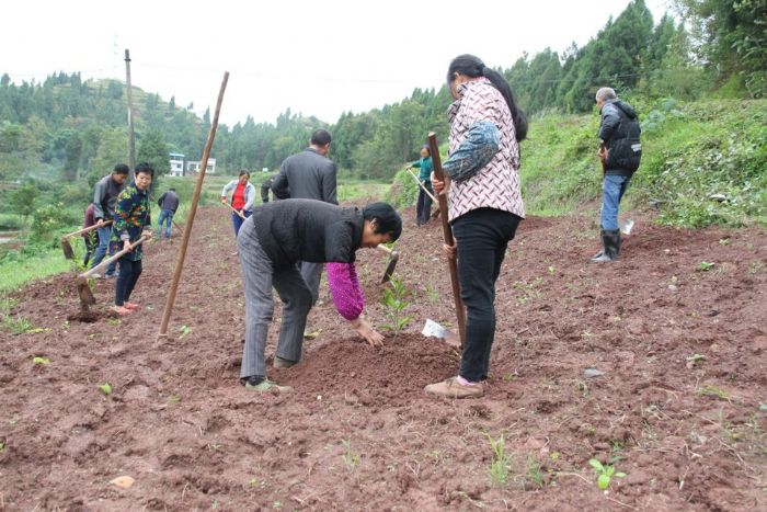 村民在企业的基地打工。
