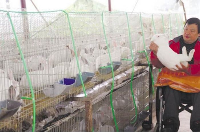 米泽建养殖伊普吕肉兔。
