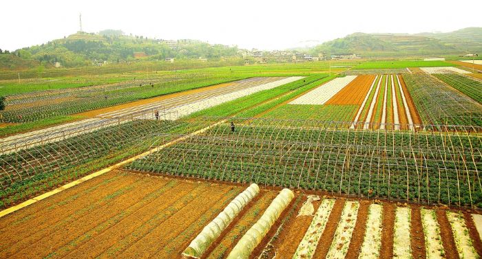 桂林蔬菜基地。张定文摄
