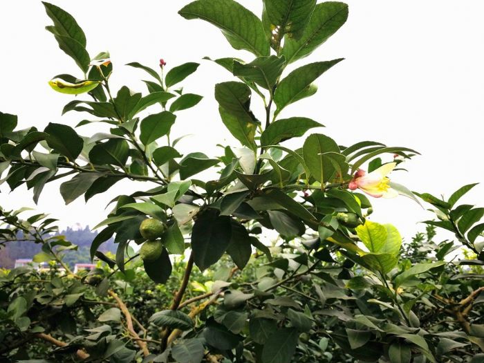 　　秋花果和冬花跃上了枝头。

