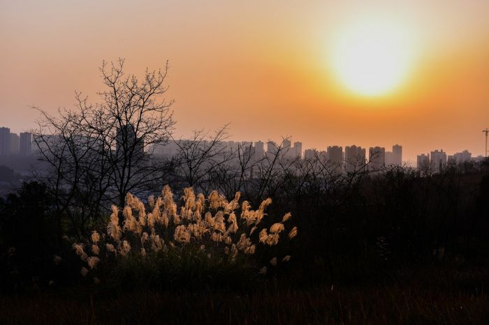 夕阳下的芦苇
