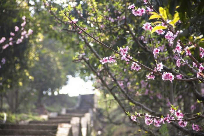 粉红的桃花开满枝头。
