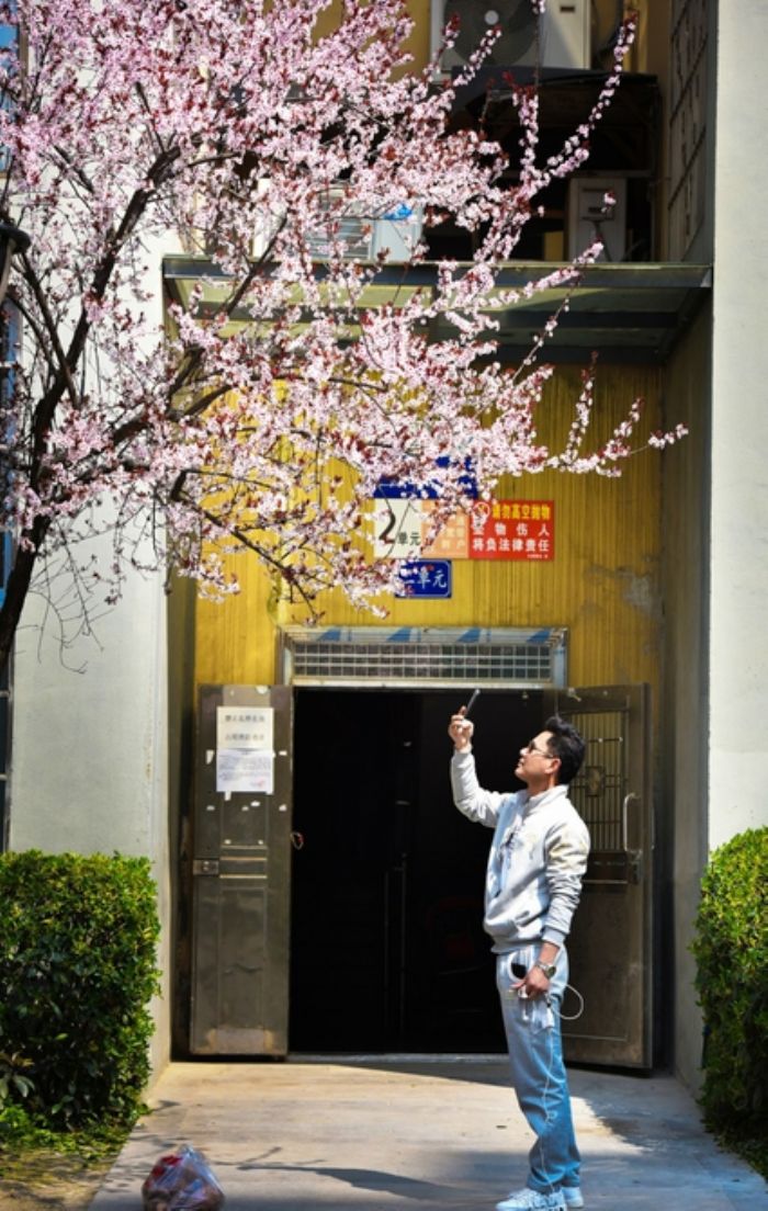 李花怒放
