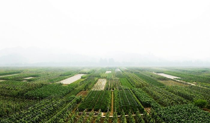 桂林蔬菜基地。
