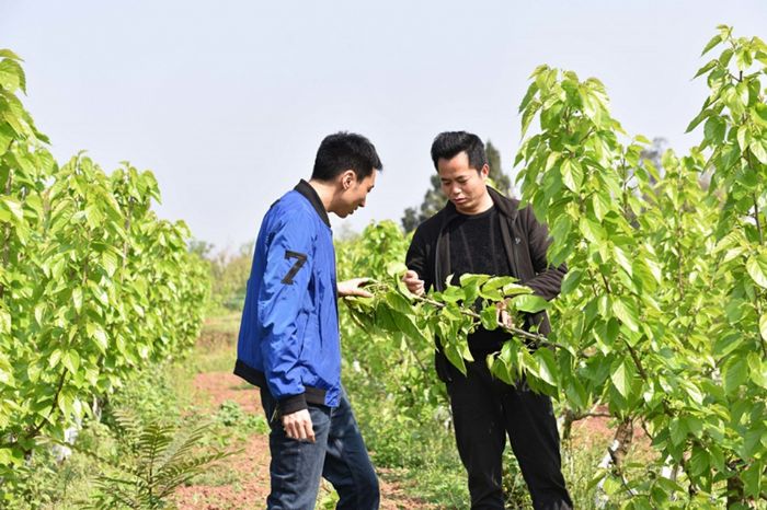 塘坝镇桑葚种植基地。
