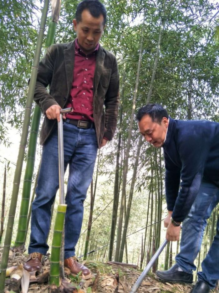 村民正在采收竹笋。
