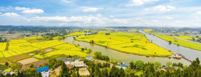 崇龛油菜花全景。 全媒体记者田茂培摄
