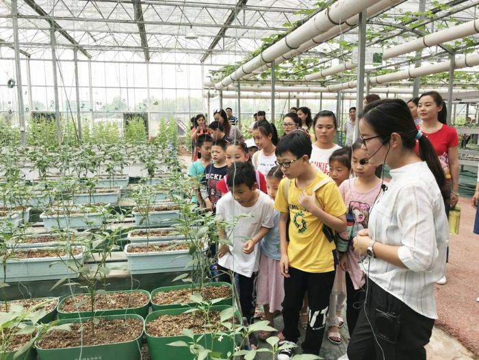 品种多样的蔬菜吸引小学员们驻足观看。
