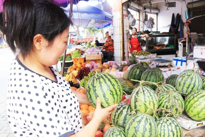 市民周女士在挑选西瓜。
