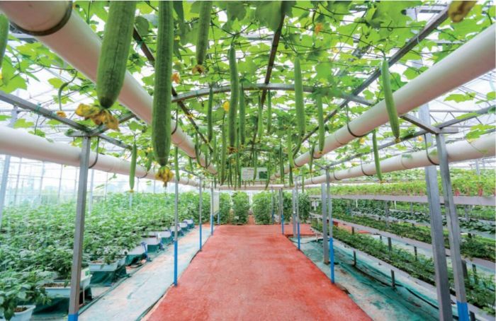 潼南国家农业科技园区蔬菜博览园摄/李显颜
