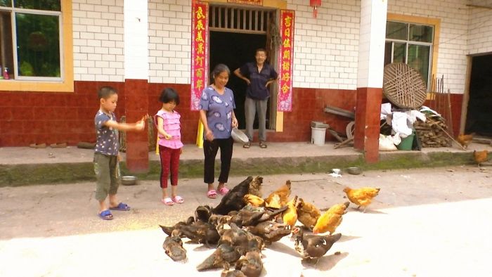 帮爷爷奶奶喂鸡。
