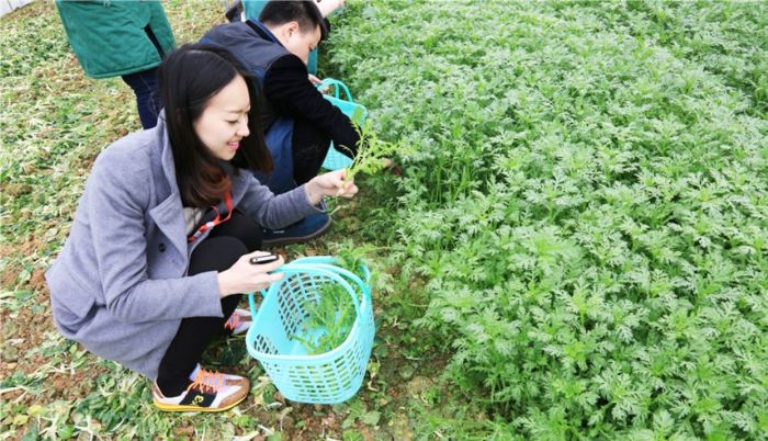 游客在罐坝村采摘有机蔬菜。
