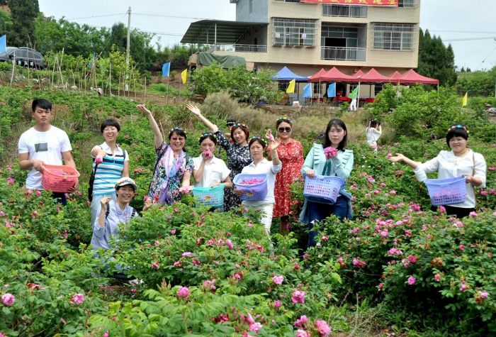 游客体验采摘玫瑰花。
