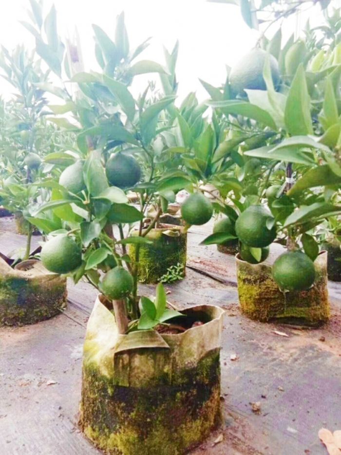 盆博农业盆栽果树基地栽种的南丰蜜桔。
