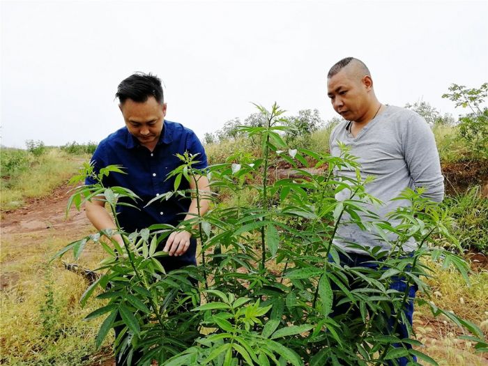 徐磊（左）和工作人员察看花椒长势。

