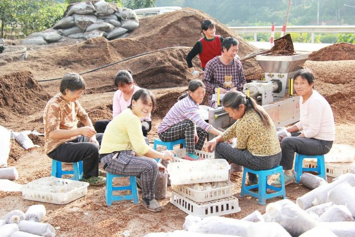 村民们正在加工培植食用菌所需木屑。
