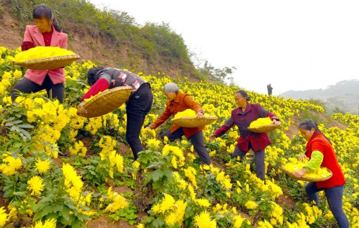 村民在菊花基地采摘菊花。
