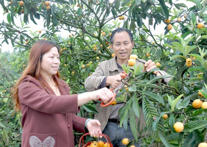 潼南区玉溪镇枇杷种植户陈和平（右）在采摘枇杷。
