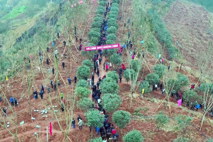 航拍植树现场。全媒体记者摄

