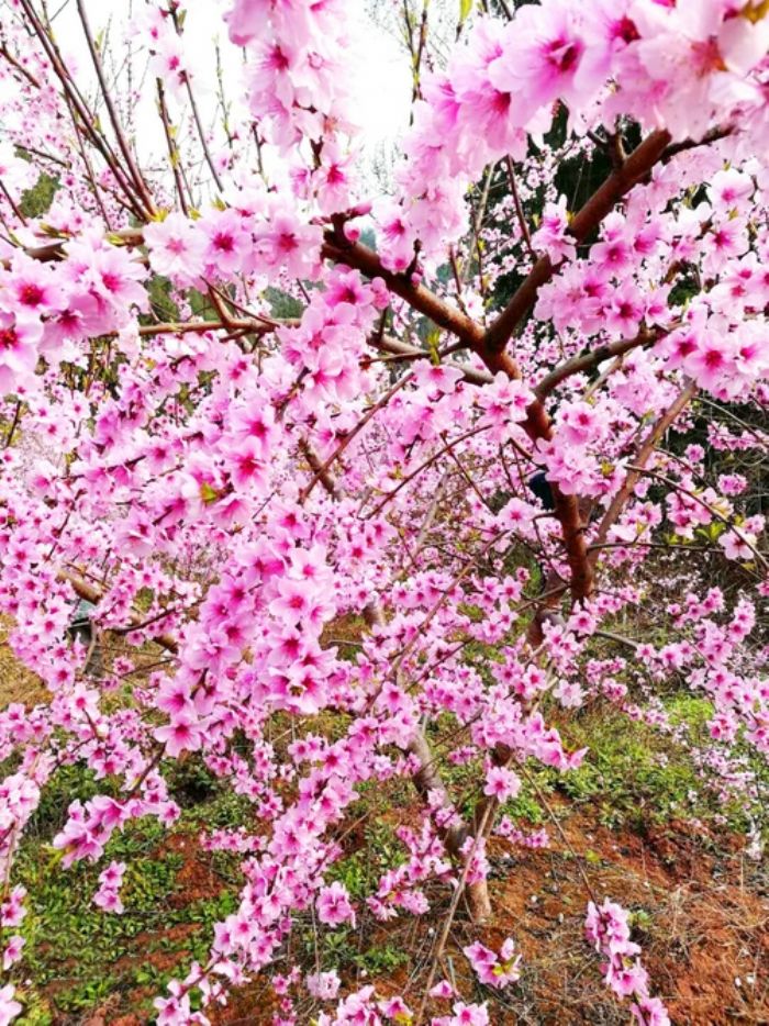 朵朵桃花开。（资料图片）
