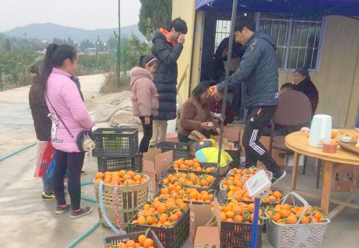 村民将采摘下来的鲜沃柑装箱。

