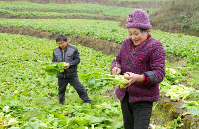 村民在地里采收荠菜头。
