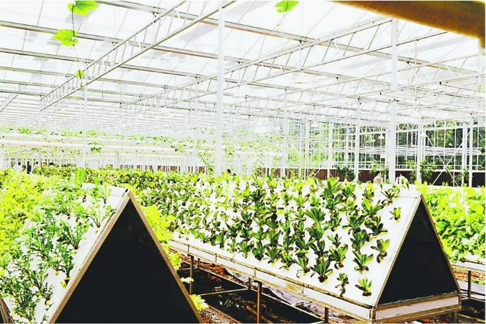 已投入生产的气雾蔬菜栽培工厂。
