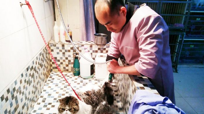 宠物美容。
